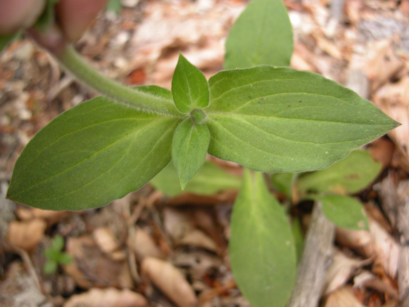 Campion, Red leaf